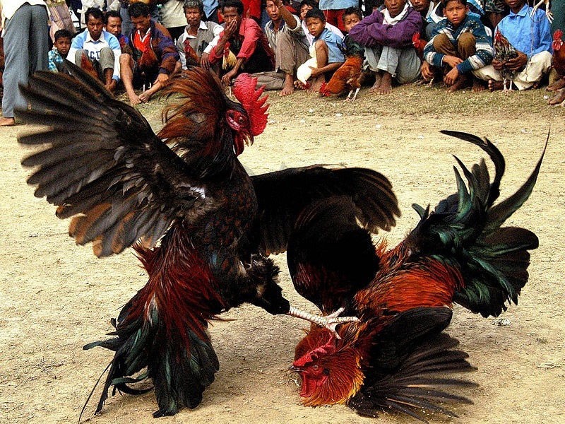 Luật chơi đá gà tùy mỗi nơi mỗi khác