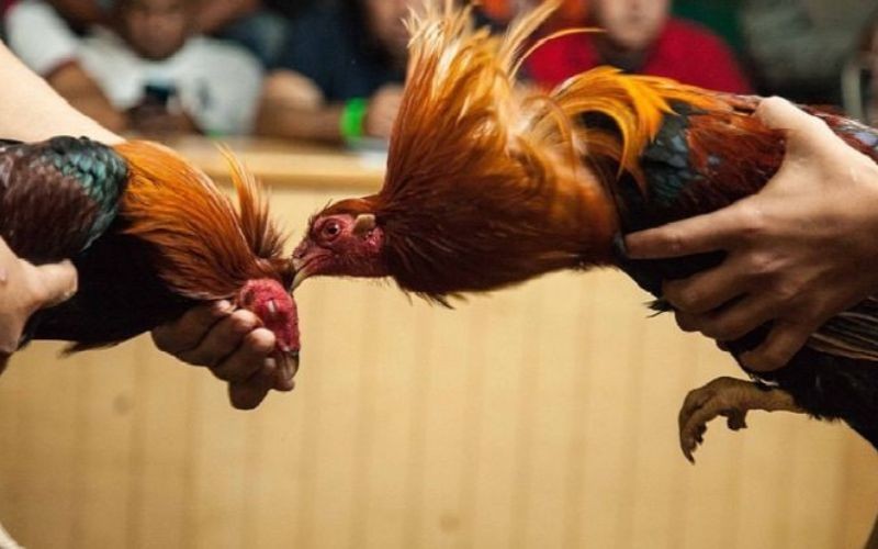 Một số giống gà nổi bật trong các trận đấu tại Campuchia