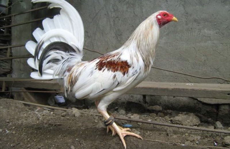 Một số giống gà chọi được đánh giá cao