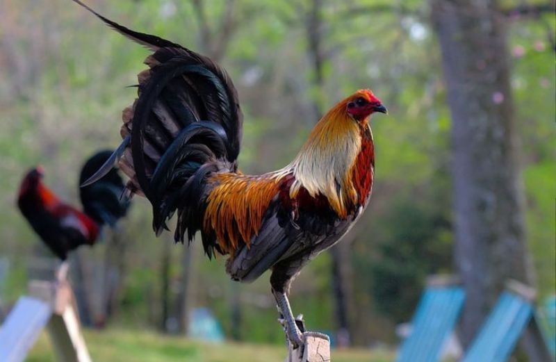 Nhiều giống gà chọi tốt được sư kê săn đón