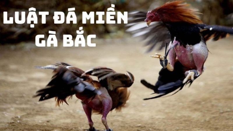 Thông tin luật đá gà miền Bắc được rất nhiều người quan tâm