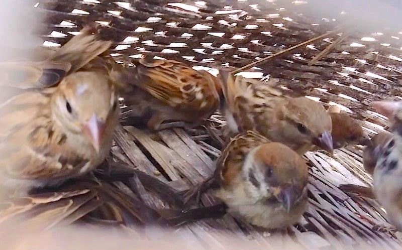 Mơ thấy chim sẻ đánh số mấy khi thấy chúng bị mắc bẫy