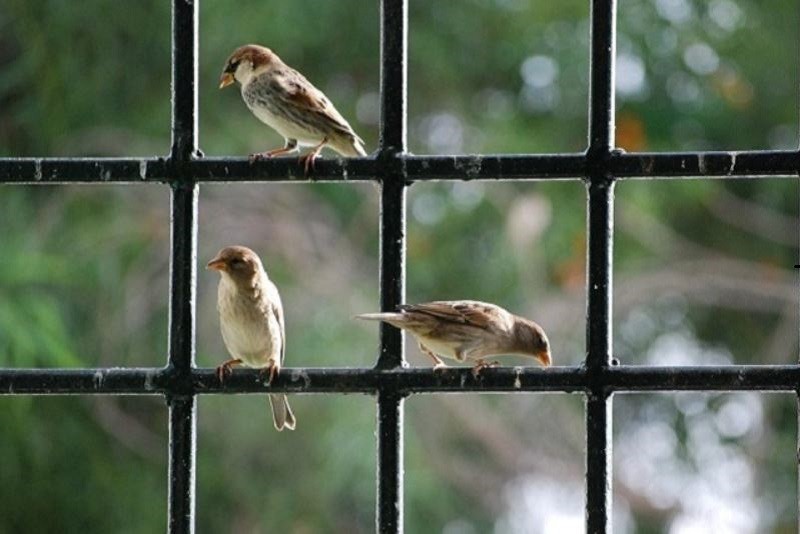 Con số may mắn khi chiêm bao thấy chim sẻ bay vào nhà